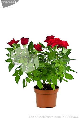 Image of red roses in a pot