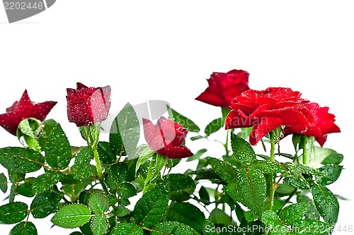 Image of red roses with water drops 