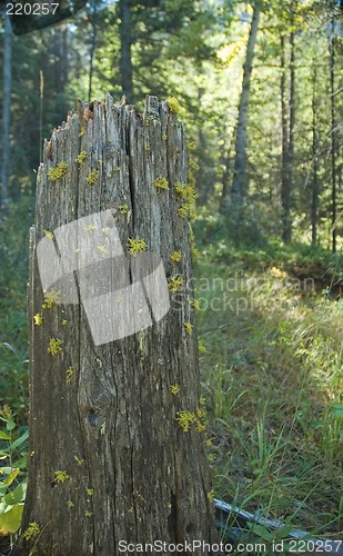 Image of Tree stump