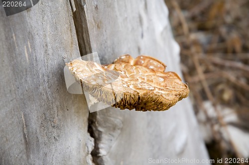 Image of Mushroom on tree