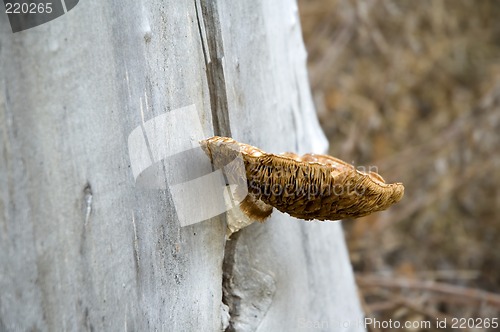 Image of Mushroom on tree