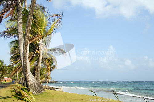 Image of undeveloped Sally Peach beach palm trees  Caribbean Sea with nat