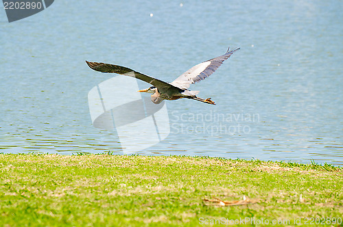 Image of Beautiful crane flying over lake