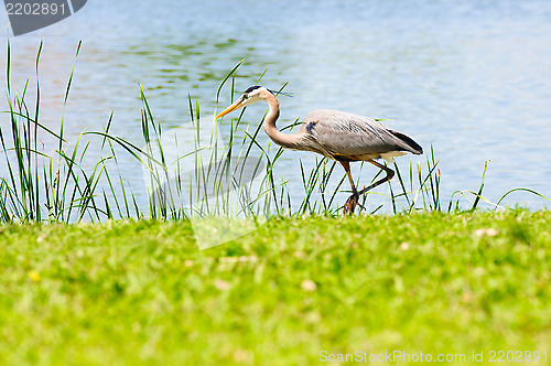 Image of Beautiful crane beside lake