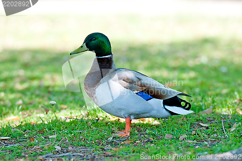 Image of Mallard duck at a park