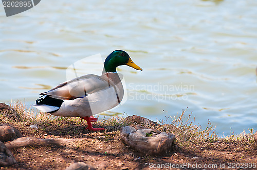 Image of Mallard duck on shore