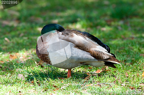 Image of Mallard duck sleeping