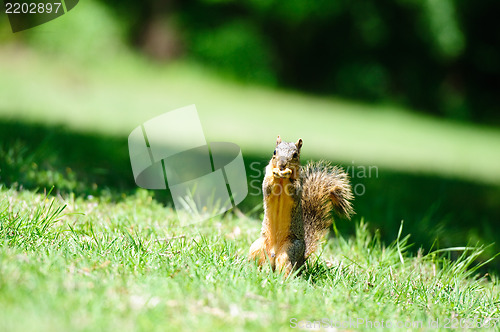 Image of Squirrel eating in the grass