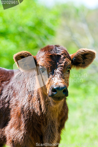Image of Brown baby calf