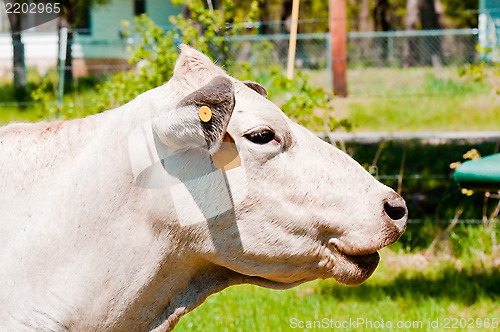 Image of Smiling white cow