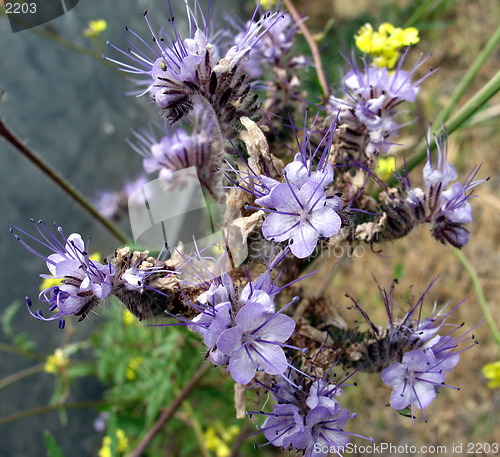 Image of Wild flowers