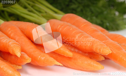 Image of Freshly picked organic carrots