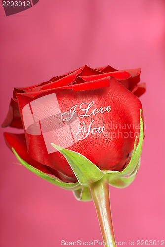 Image of Red rose with I Love You printed on it