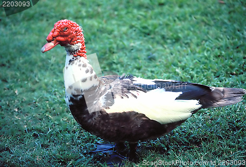 Image of Wild turkey.