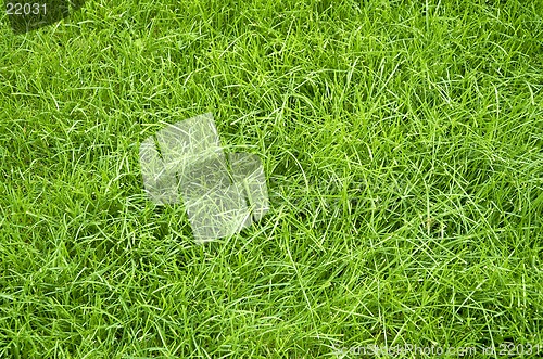 Image of green summer grass