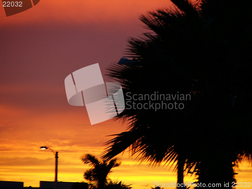 Image of The Palm and the Sky