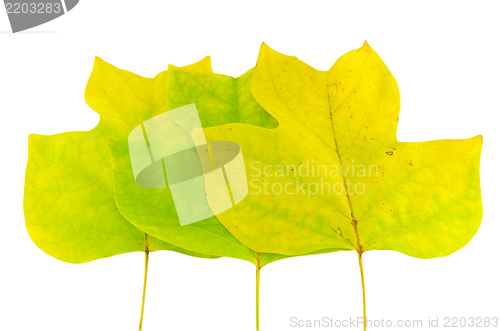 Image of three bright yellow autumntulip tree leaves 