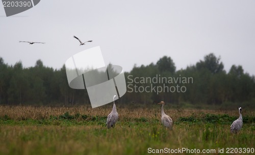 Image of Common crane (Grus grus)