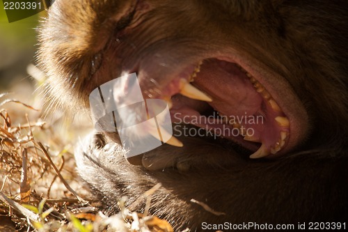 Image of The rhesus macaque monkey (Macaca mulatta)