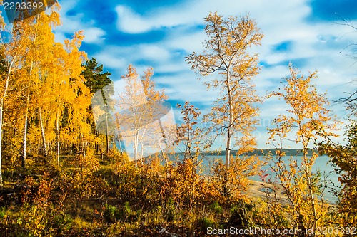 Image of Colorful and bright autumn forest