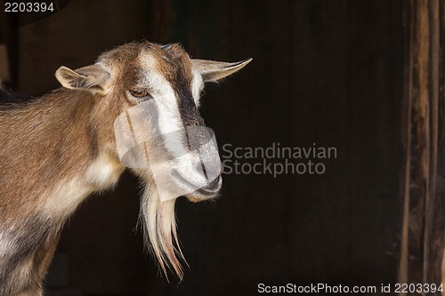 Image of Goat portrait