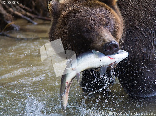 Image of Brown Bear with a fresh catch of salmon