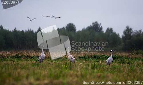 Image of Common crane (Grus grus)