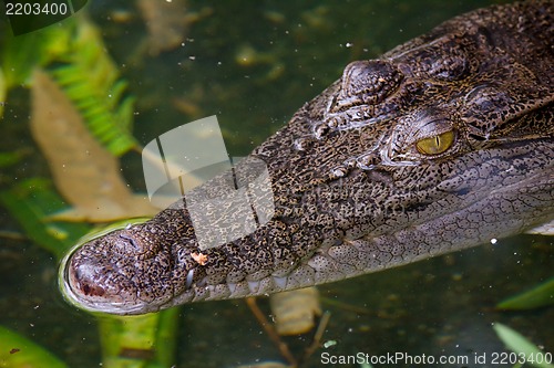 Image of Closeup of a crocodile