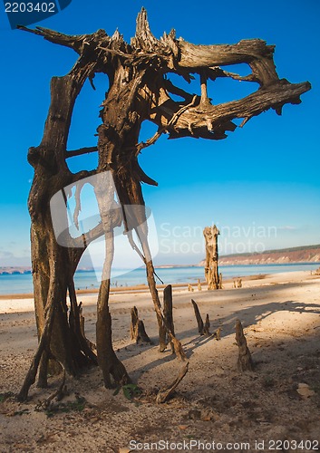 Image of Snag on the beach