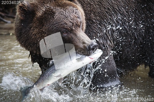 Image of Brown Bear with a fresh catch of salmon