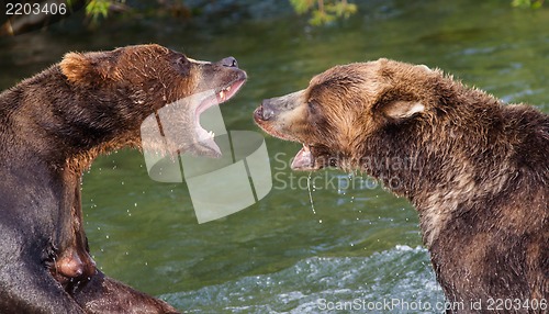 Image of Brown Bears Fighting in the Water
