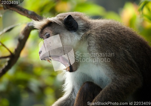 Image of The rhesus macaque monkey (Macaca mulatta)