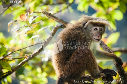 Image of The rhesus macaque monkey (Macaca mulatta)