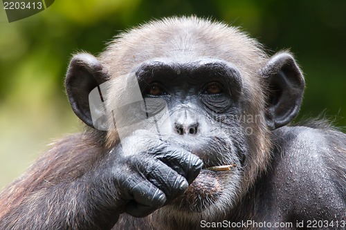 Image of Chimpanzee in captivity