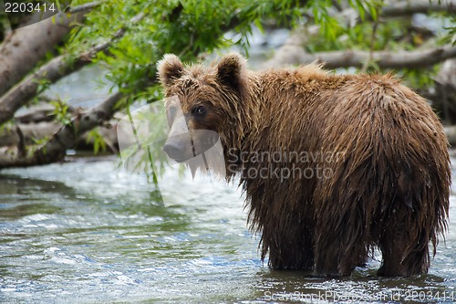 Image of The brown bear fishes