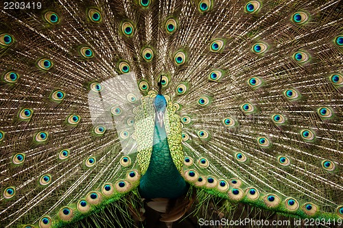 Image of Portrait of beautiful peacock with feathers out