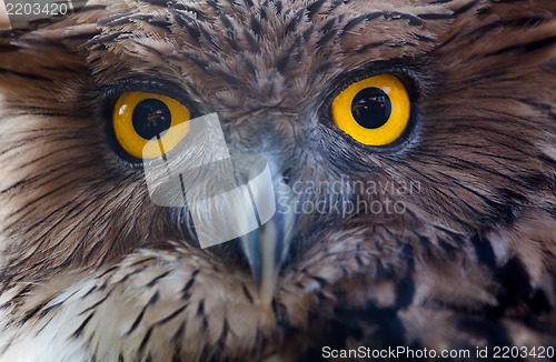 Image of owl portrait