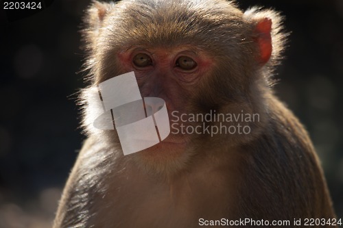 Image of The rhesus macaque monkey (Macaca mulatta)