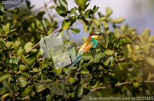 Image of european bee-eater (Merops Apiaster) outdoor