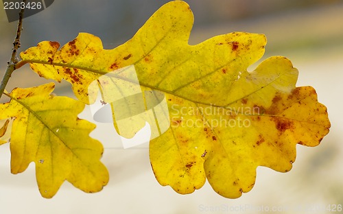 Image of Yellow autumn leaf oak