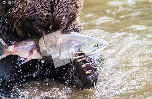 Image of Brown Bear with Salmon