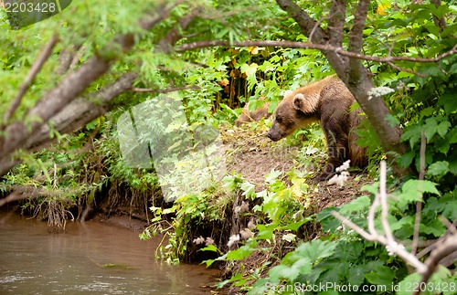 Image of The brown bear fishes in Russia on Kamchatka