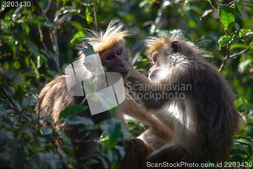 Image of The rhesus macaque monkey (Macaca mulatta)