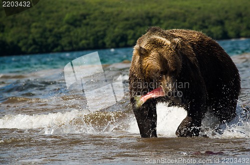Image of Brown Bear with a fresh catch of salmon