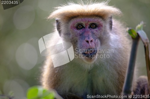Image of The rhesus macaque monkey (Macaca mulatta)