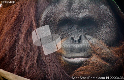 Image of the Orang Utan