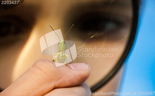 Image of Young boy play with  grasshopper