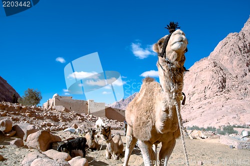 Image of Camel at St. Catherine’s Monastery