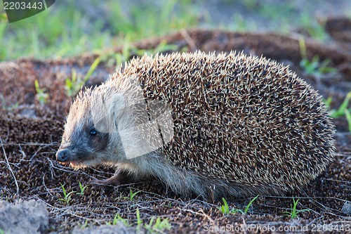 Image of Wild hedgehog