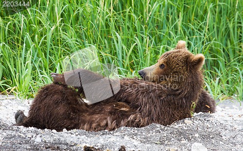 Image of Female brown bear